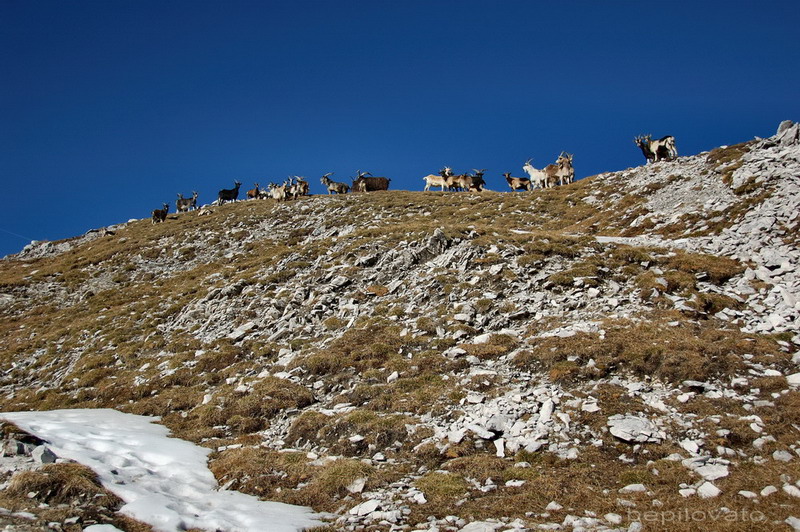 Cime Bianche di Telves